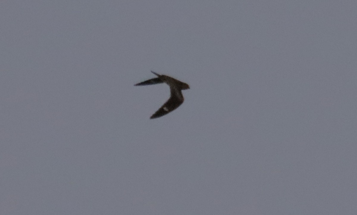 Common Nighthawk - ML642647809