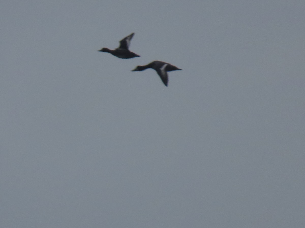 Tufted Duck - ML642647816
