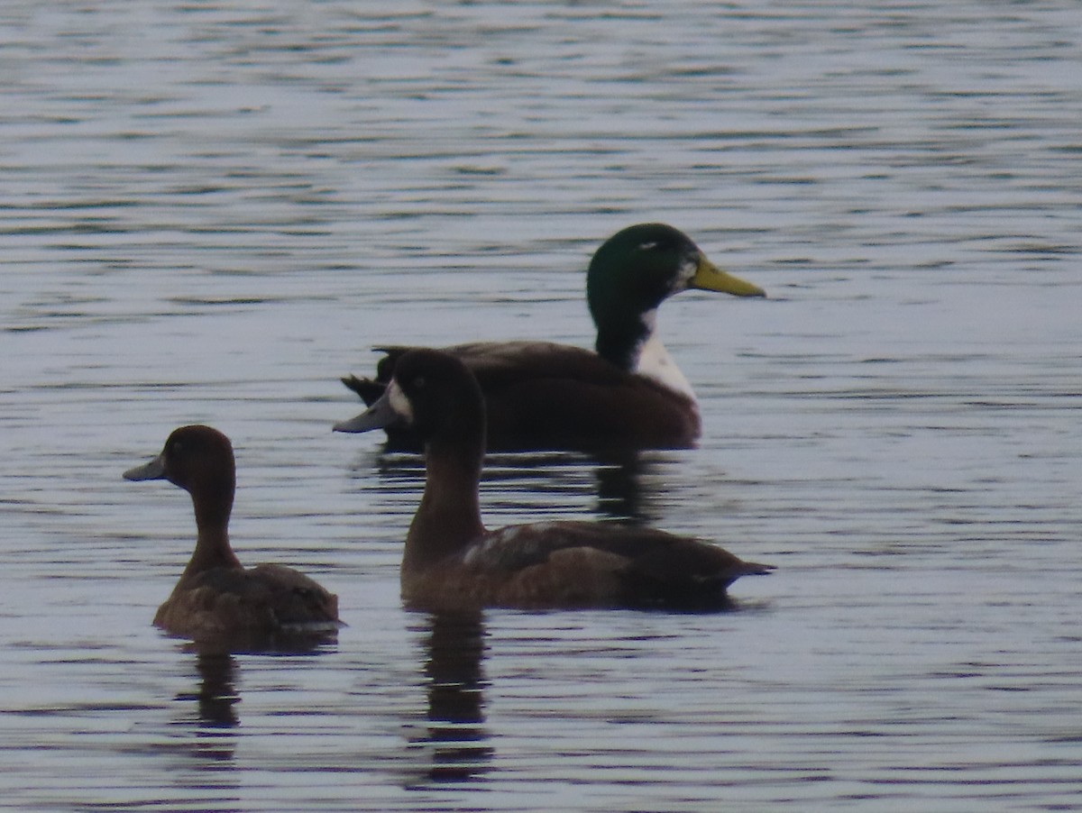 Tufted Duck - ML642647817