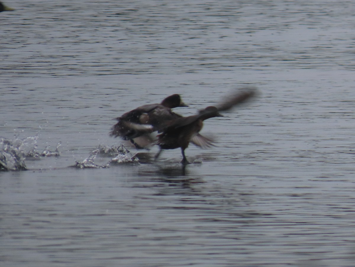 Tufted Duck - ML642647821