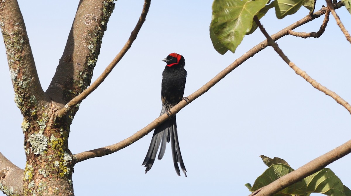 Red-cowled Widowbird - ML642647833