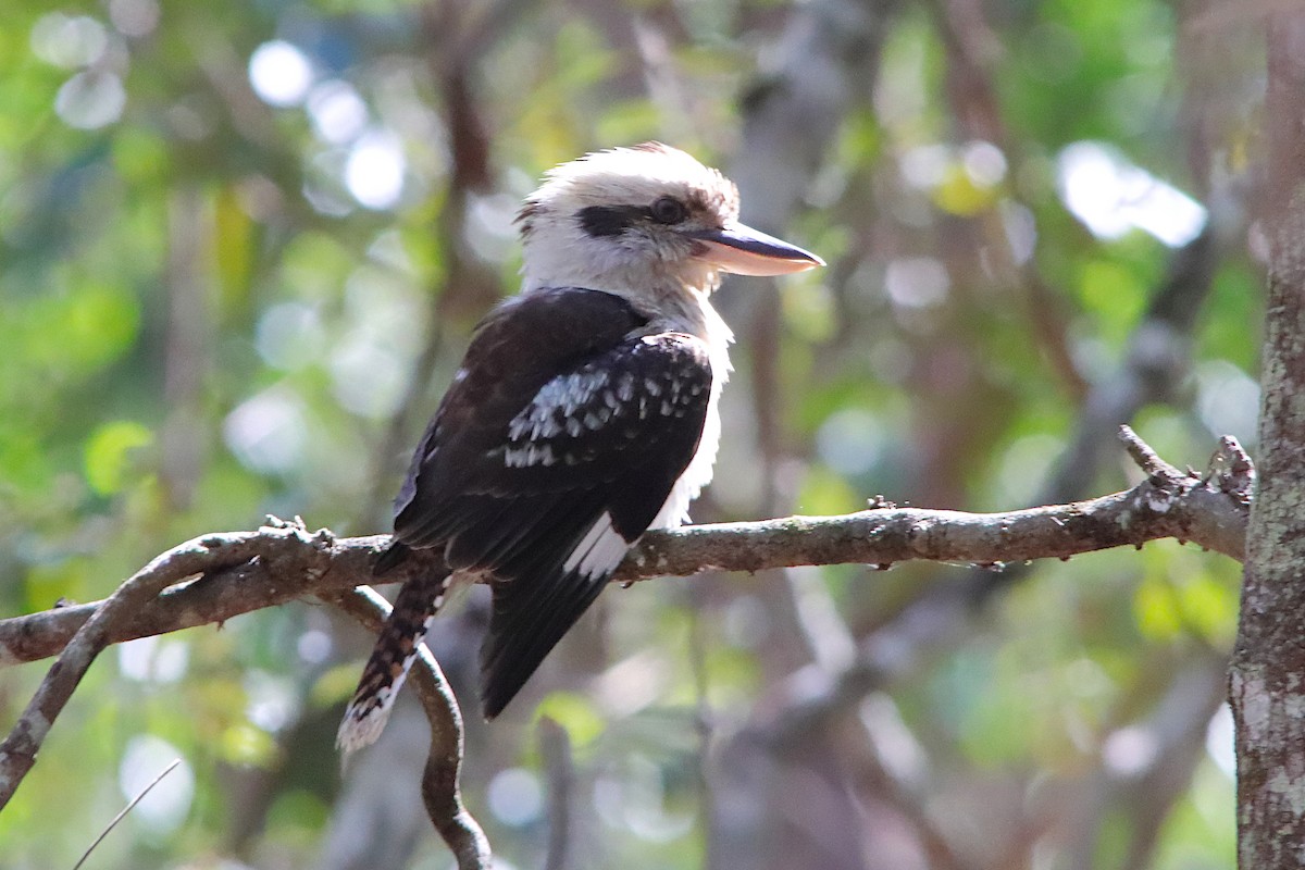 Laughing Kookaburra - ML642647836