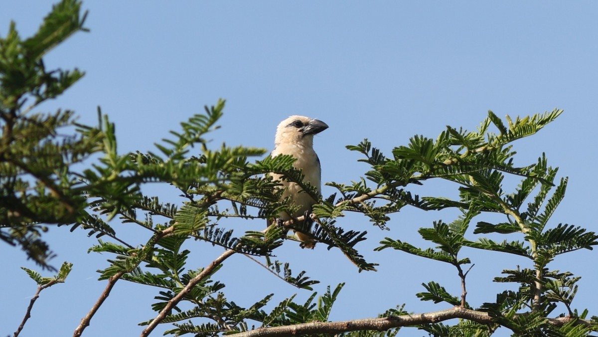 White-headed Barbet - ML642647841