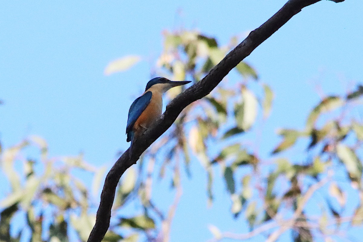 Sacred Kingfisher - ML642647848