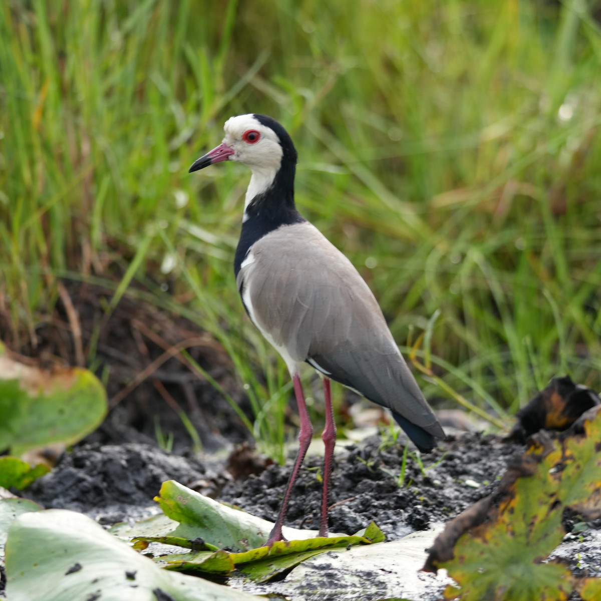 Long-toed Lapwing - ML642647851