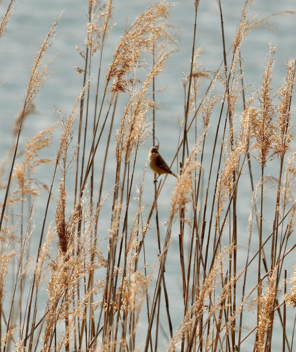 Chinese Penduline-Tit - ML642647858