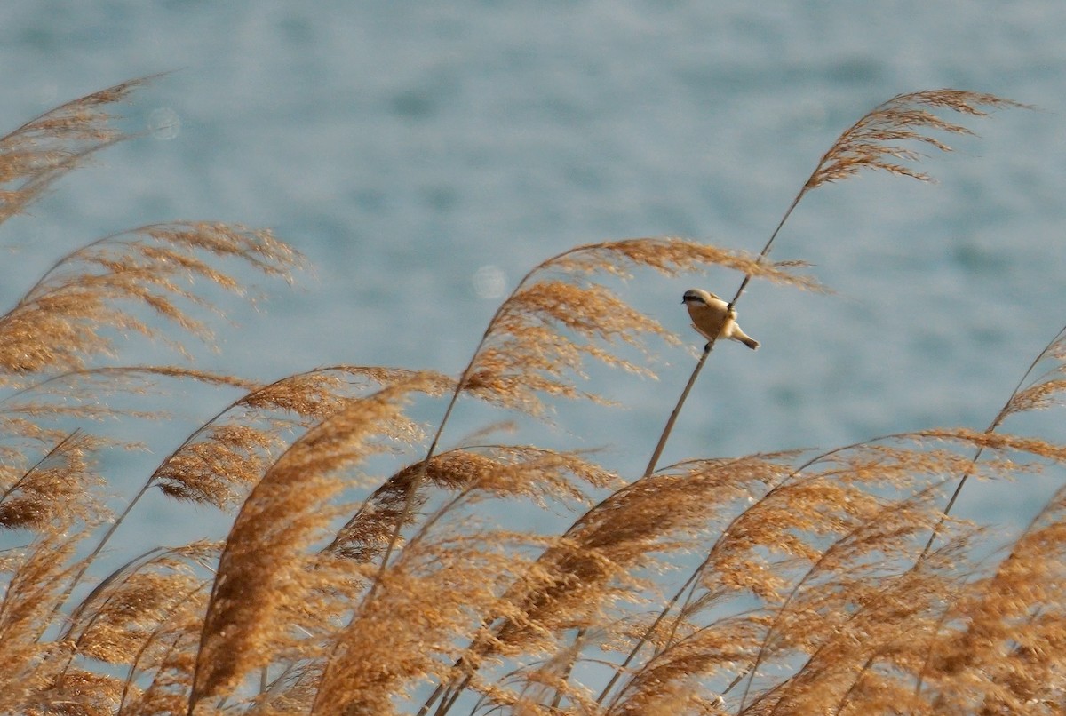 Chinese Penduline-Tit - ML642647859