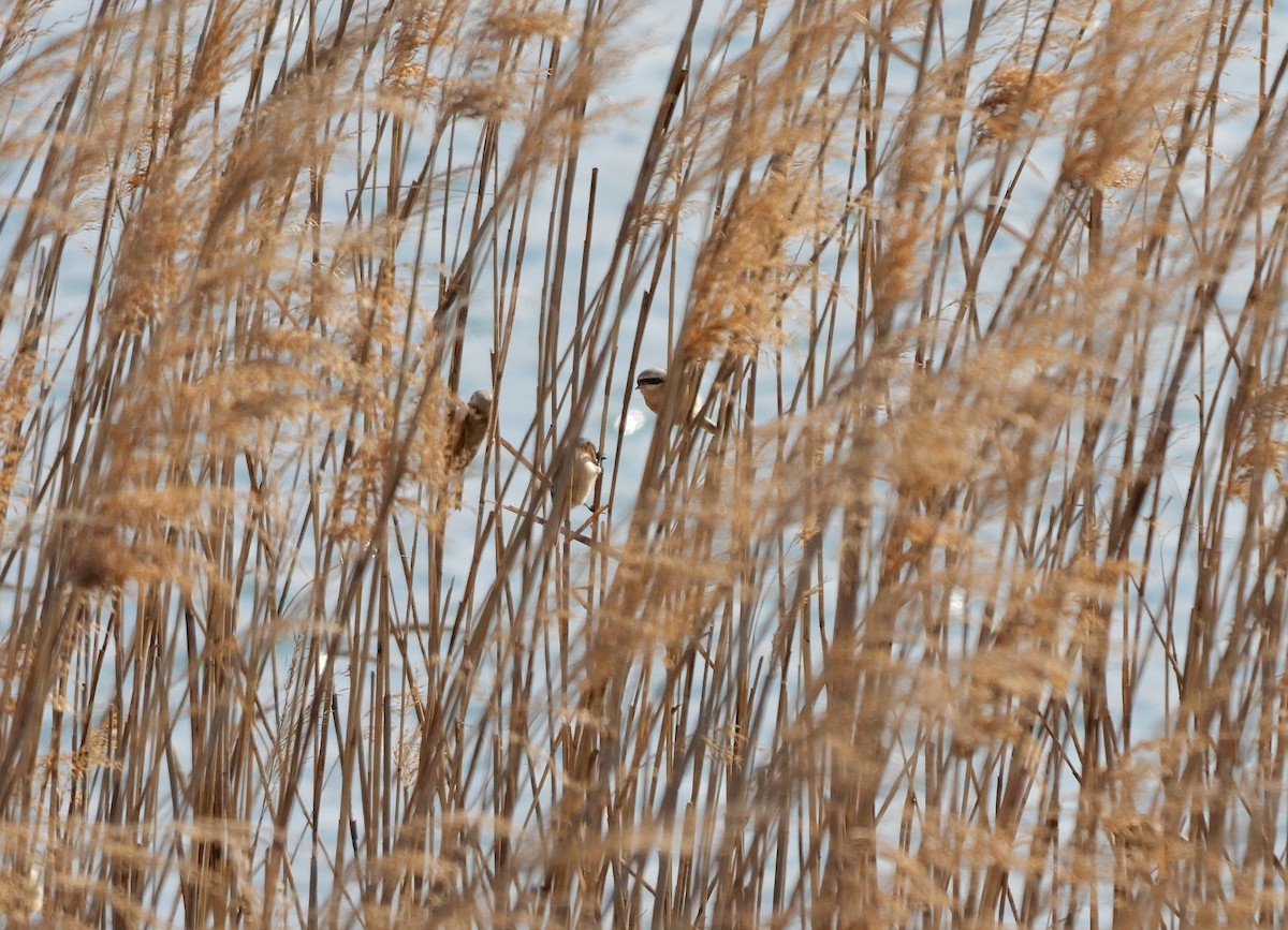 Chinese Penduline-Tit - ML642647860