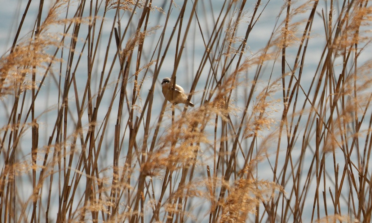 Chinese Penduline-Tit - ML642647861