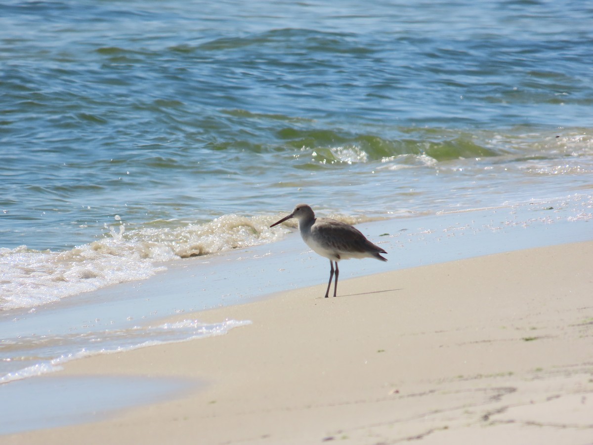 Willet - ML642647863