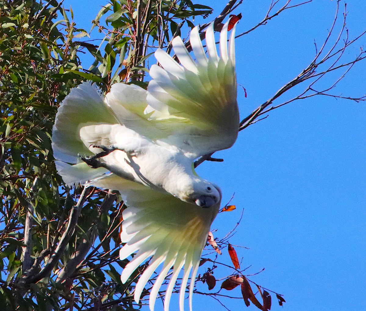 Sulphur-crested Cockatoo - ML642647864