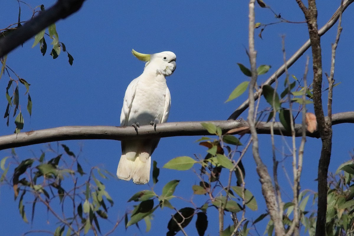 Sulphur-crested Cockatoo - ML642647865