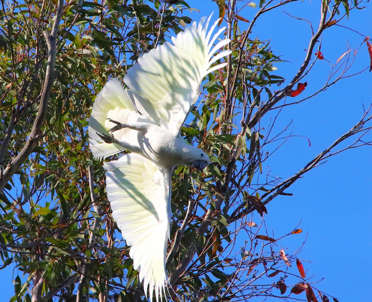 Sulphur-crested Cockatoo - ML642647866