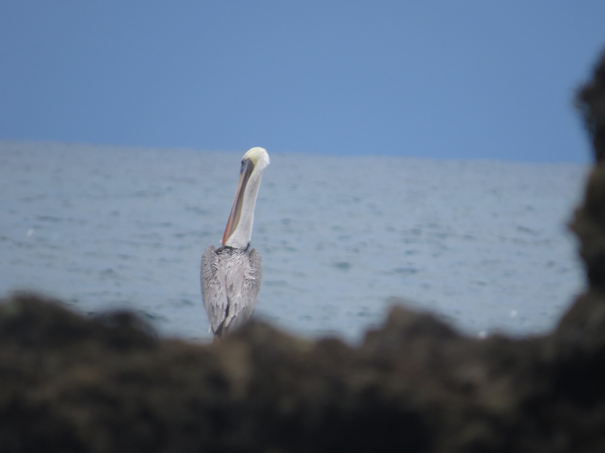 Brown Pelican - ML642647901