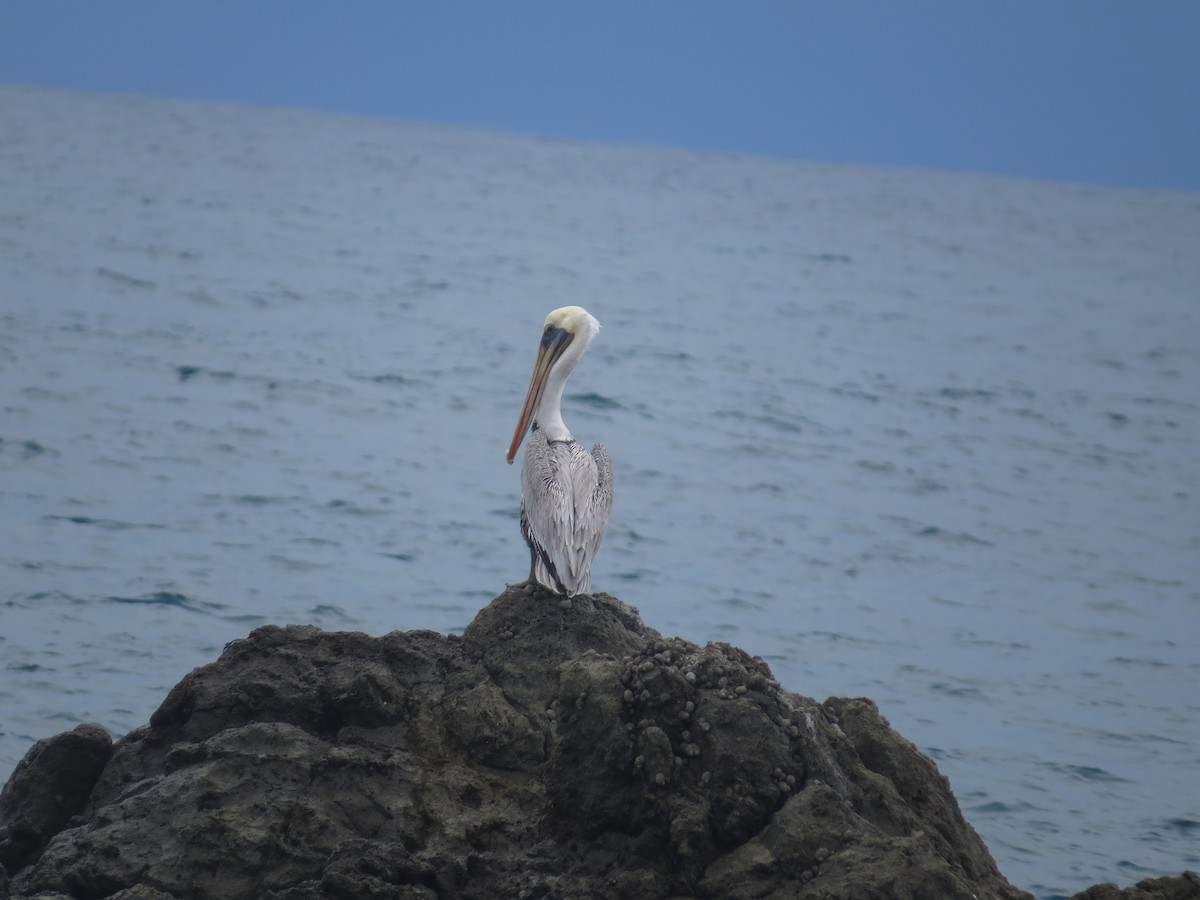 Brown Pelican - ML642647902