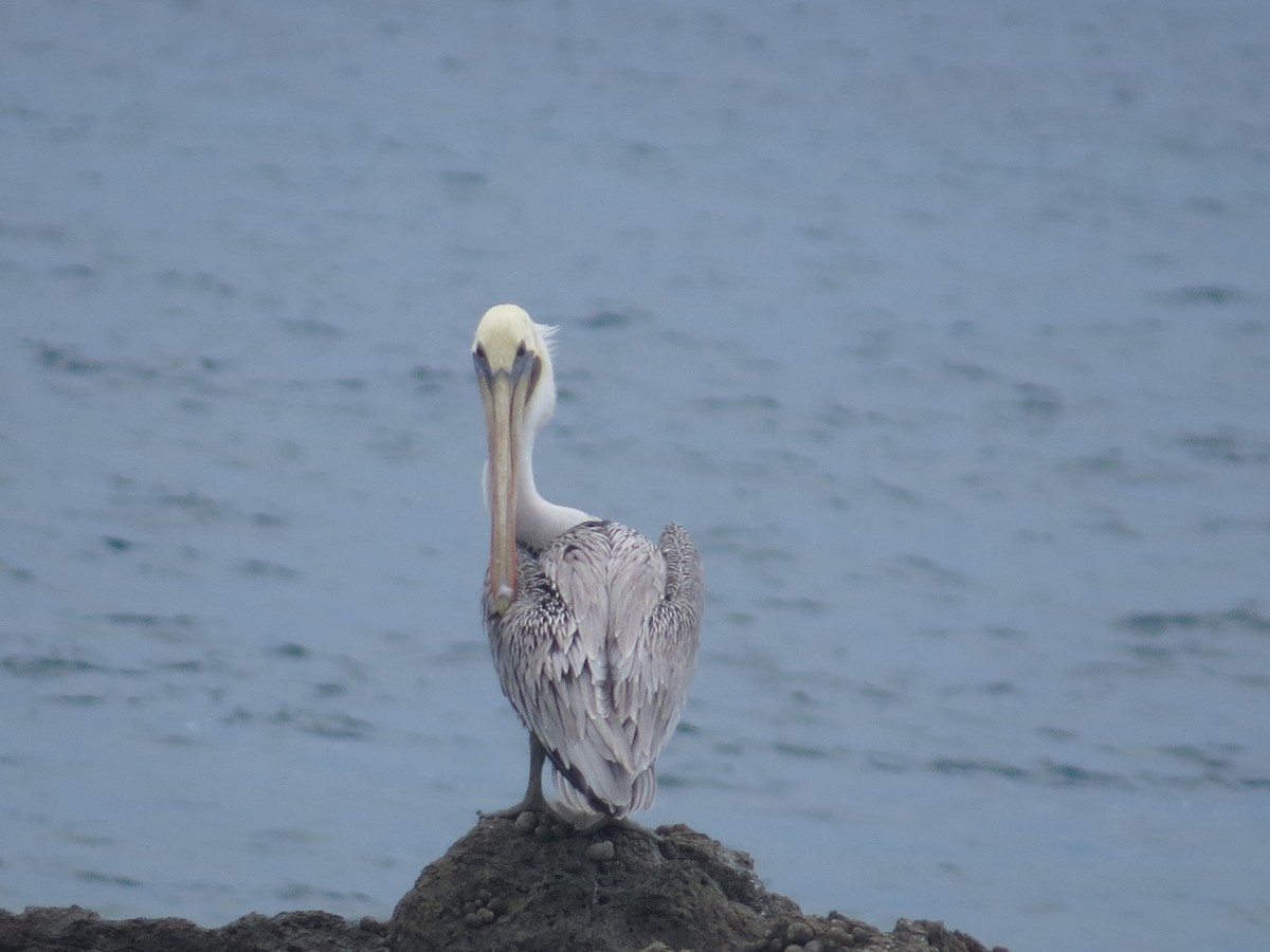 Brown Pelican - ML642647903