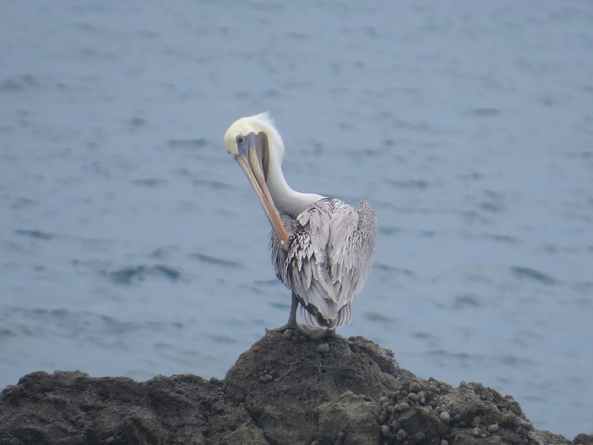 Brown Pelican - ML642647904