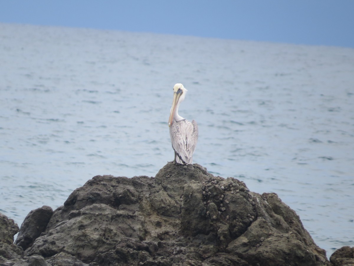Brown Pelican - ML642647905