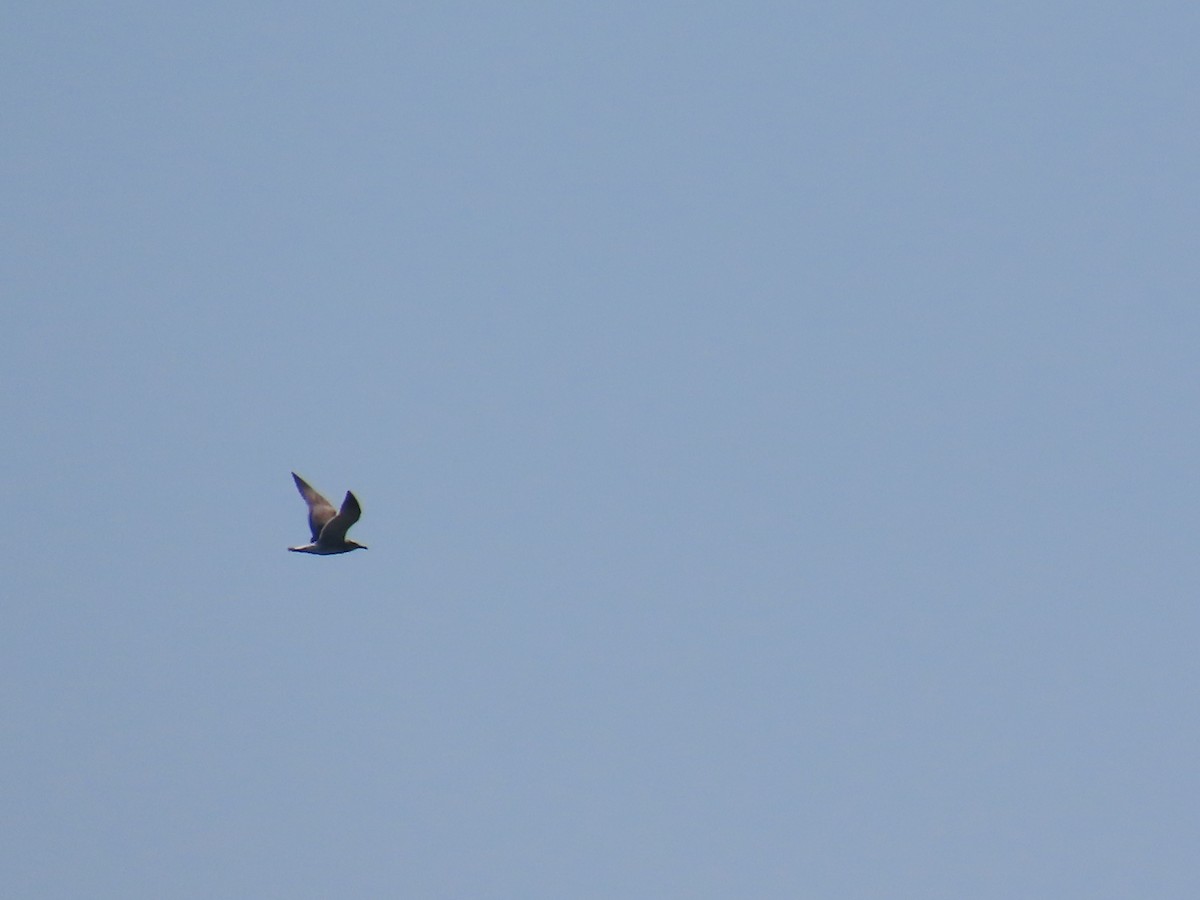 Laughing Gull - ML642647906