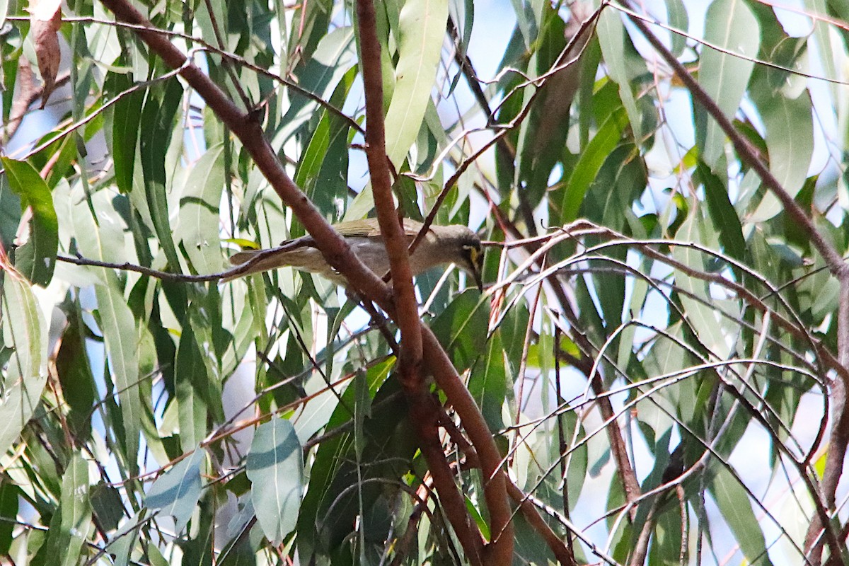 Yellow-faced Honeyeater - ML642647932