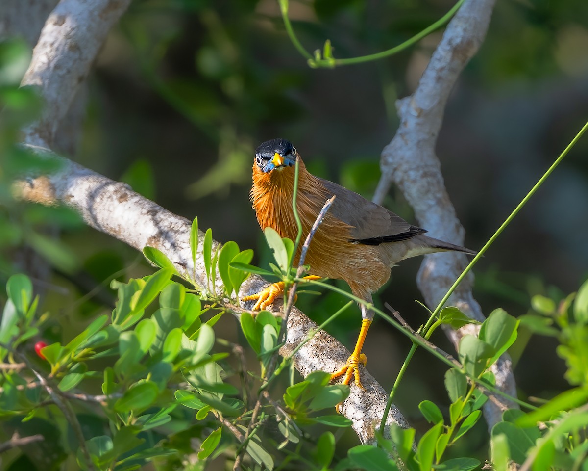 Brahminy Starling - ML642647946