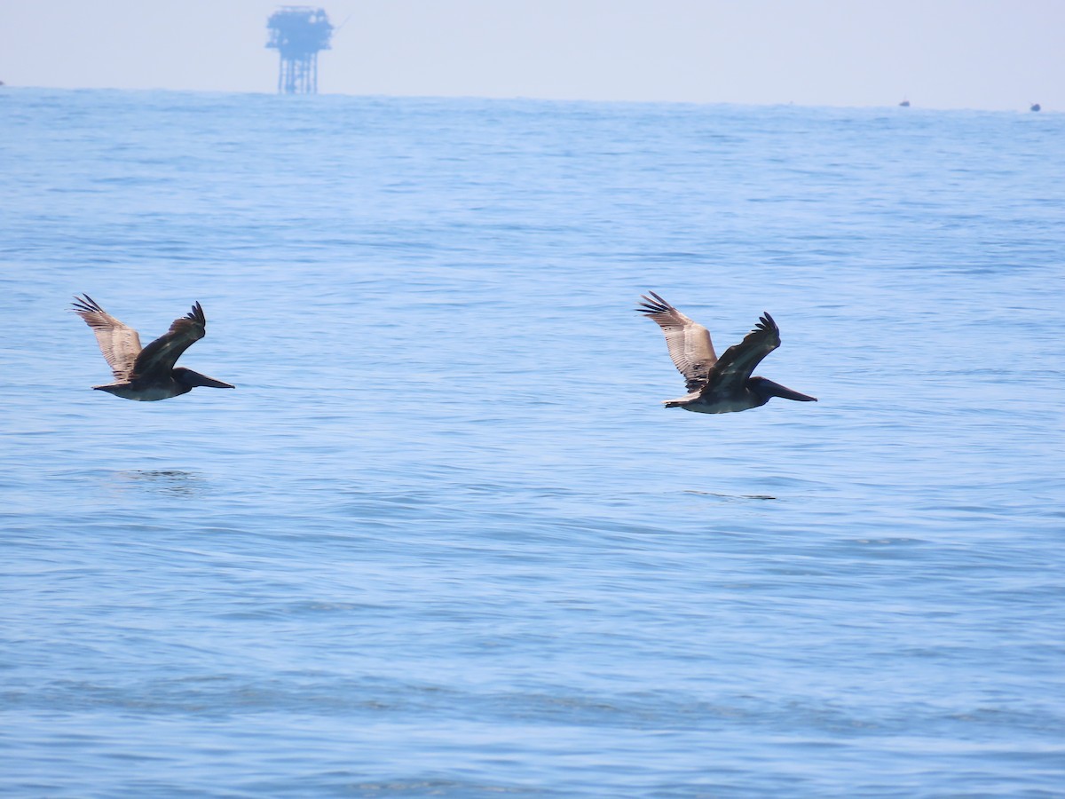Brown Pelican - ML642647967
