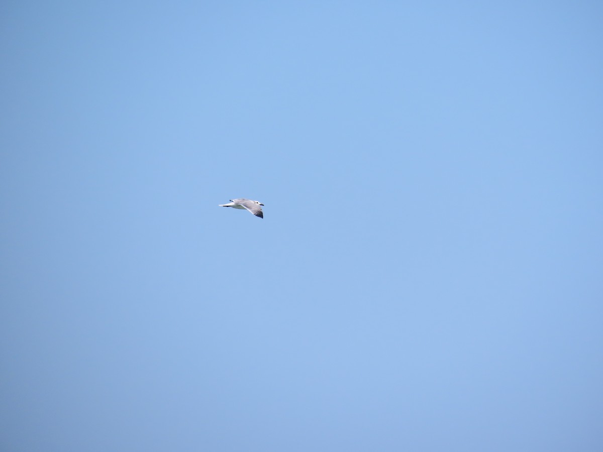 Laughing Gull - ML642647982