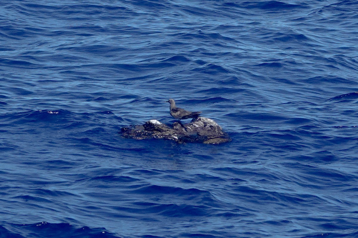 Brown Noddy - ML642647983