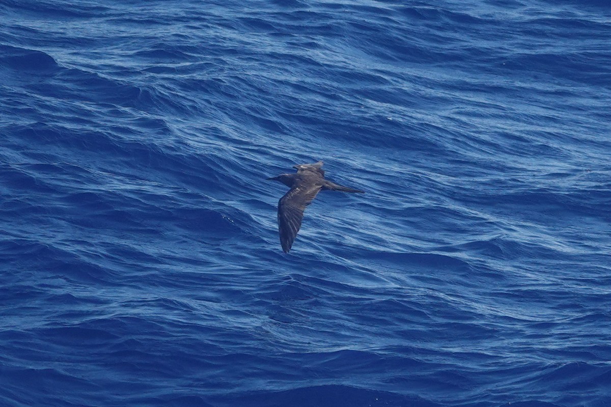 Brown Noddy - ML642647984