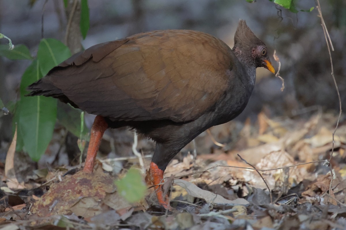 Orange-footed Megapode - ML642647989