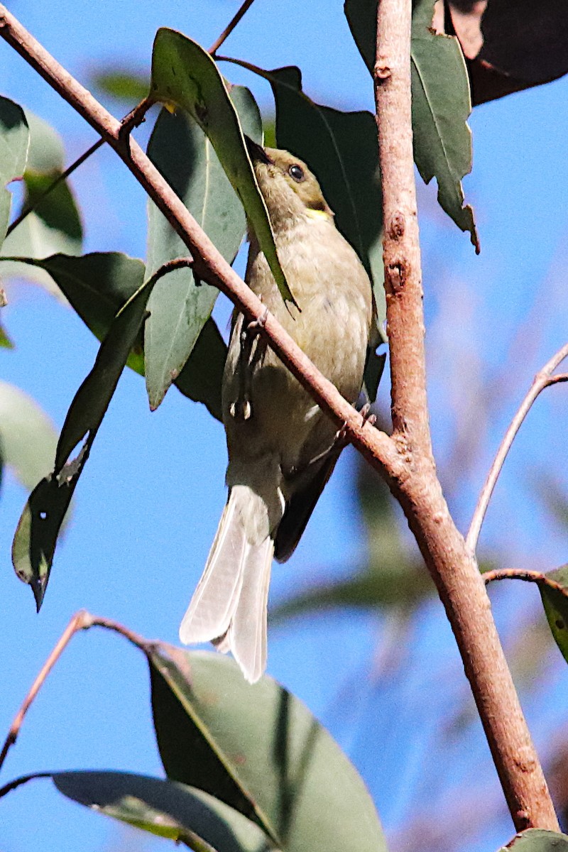 Fuscous Honeyeater - ML642647991