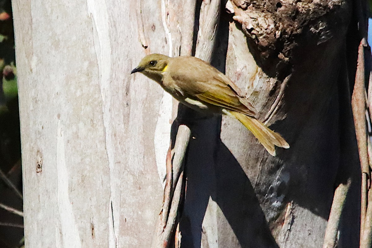 Fuscous Honeyeater - ML642647992