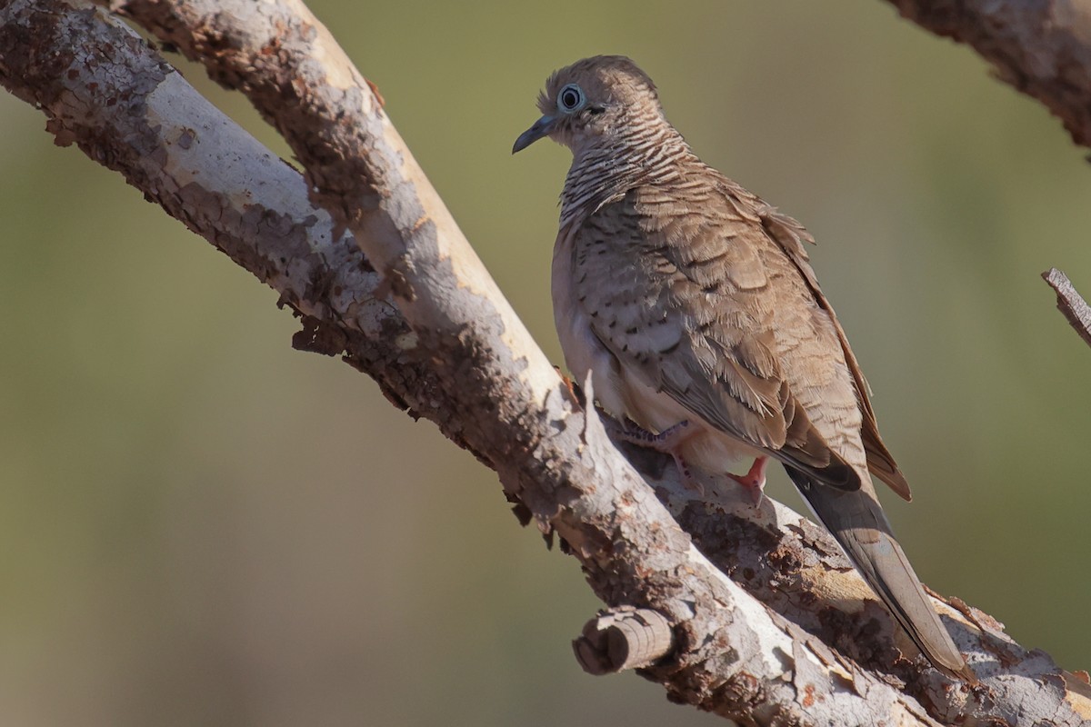 Peaceful Dove - ML642647999