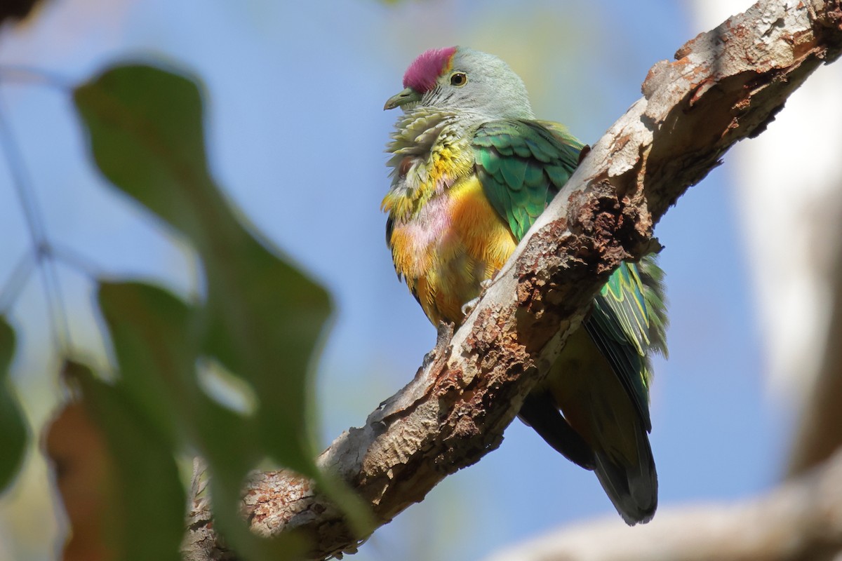 Rose-crowned Fruit-Dove - ML642648006