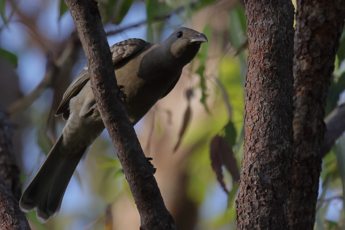 Great Bowerbird - ML642648023