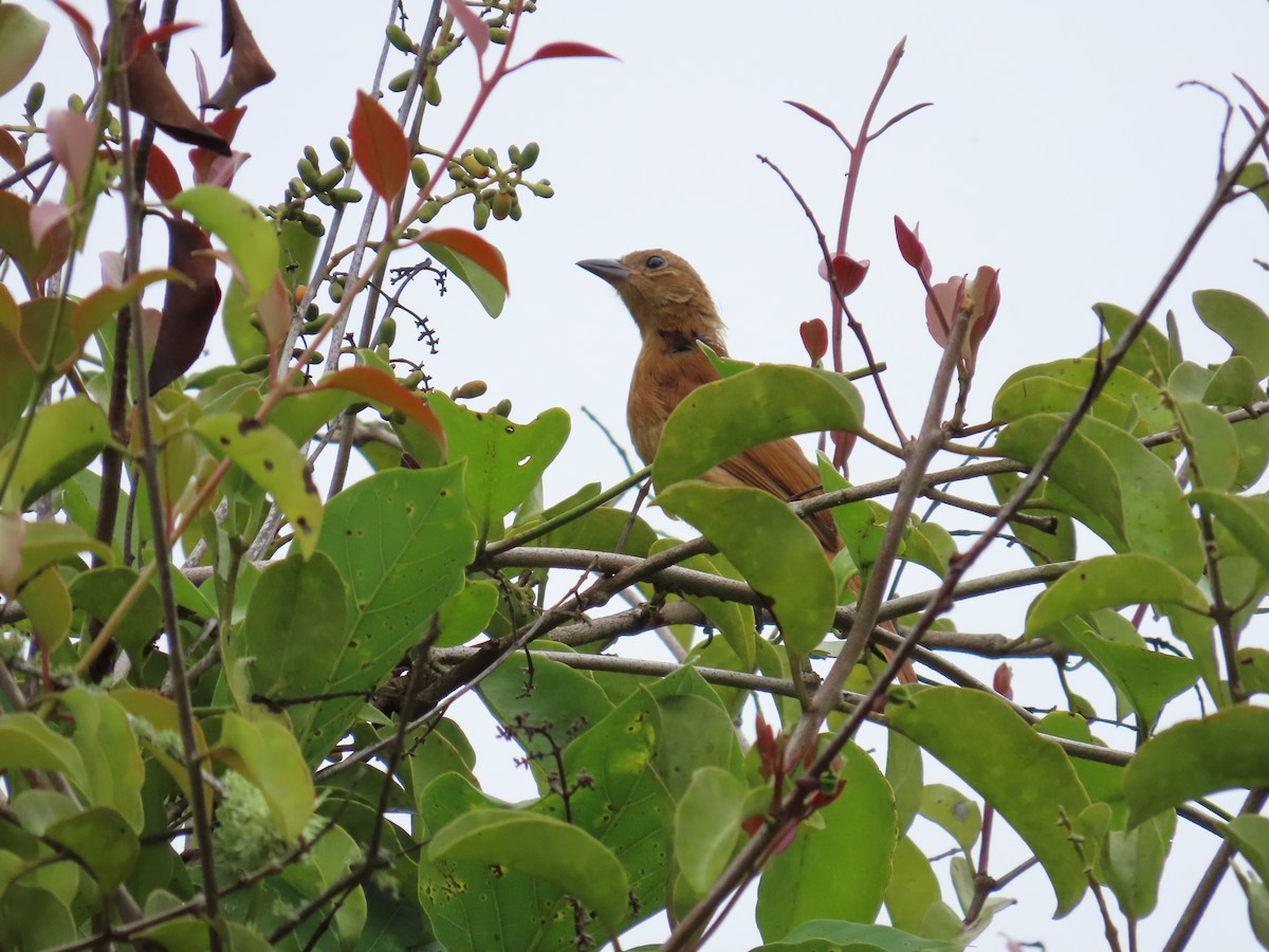 White-lined Tanager - ML642648040