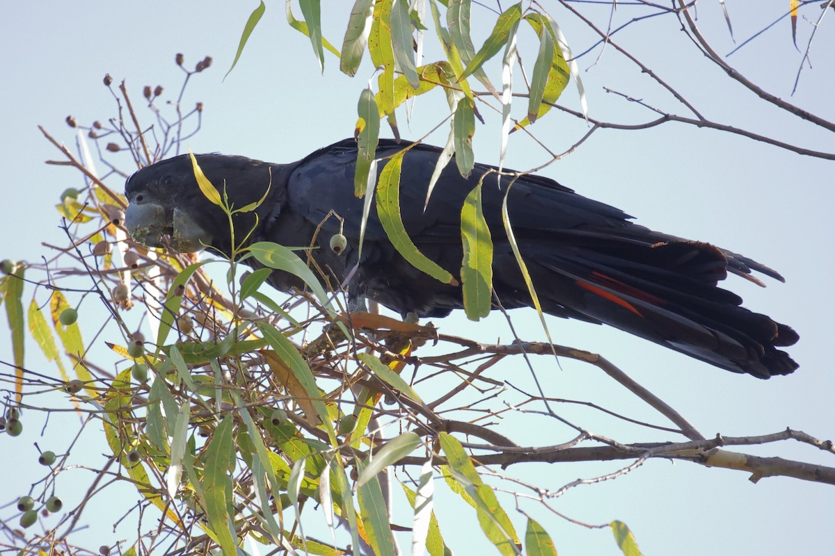 Red-tailed Black-Cockatoo - ML642648041