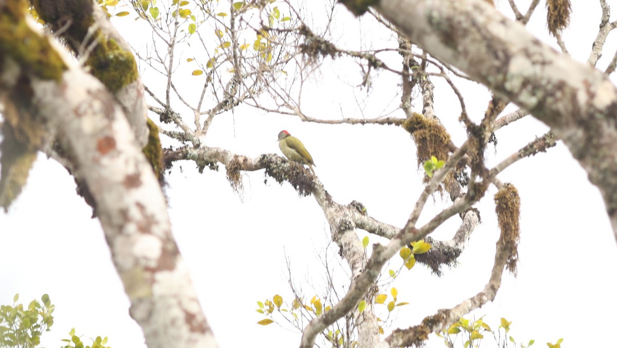 Fine-banded Woodpecker - ML642648058