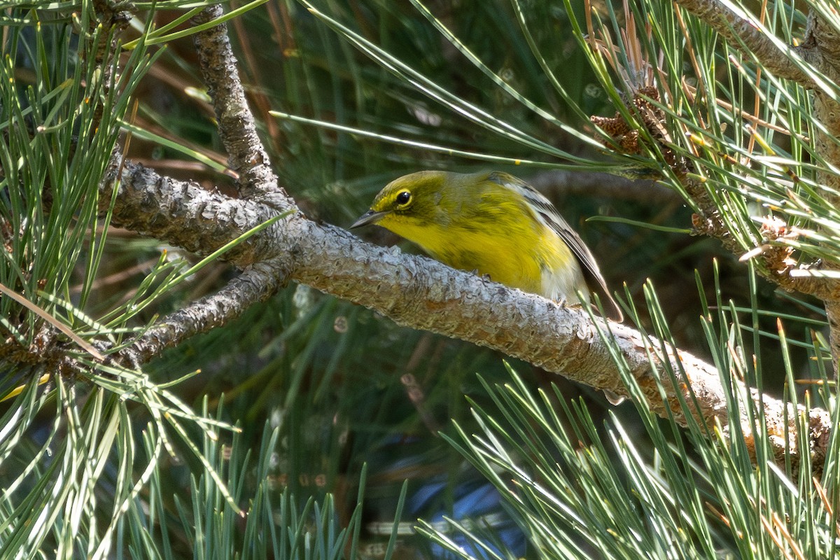 Pine Warbler