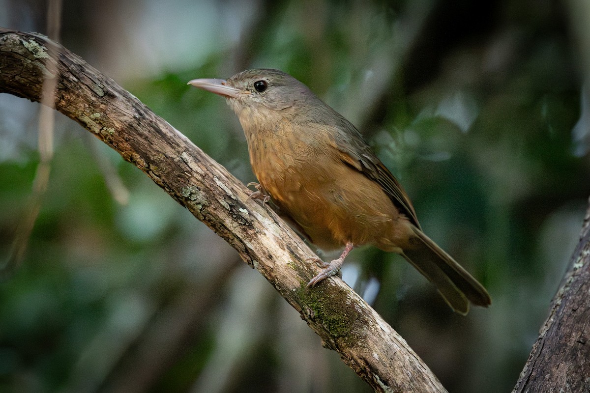 Rufous Shrikethrush - ML642648095