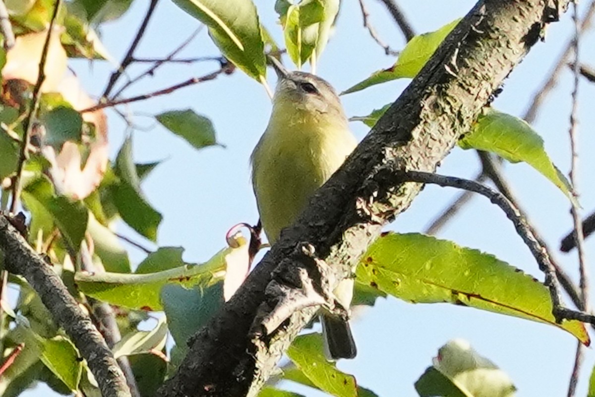 Philadelphia Vireo - ML642648110
