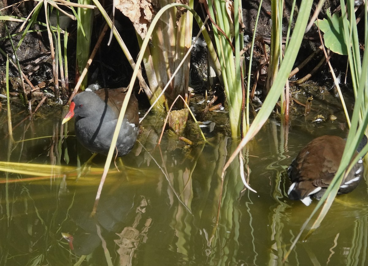 Eurasian Moorhen - ML642648116
