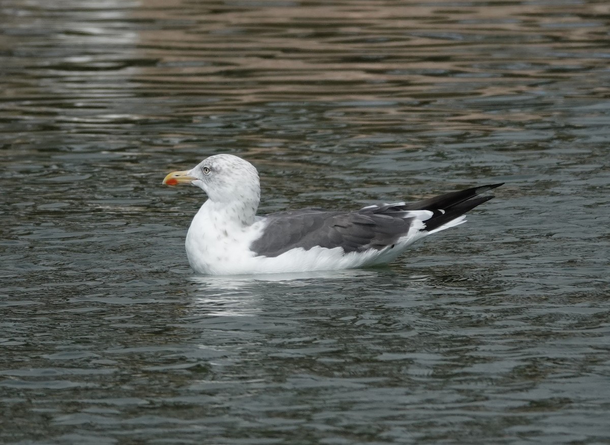 Lesser Black-backed Gull - ML642648120