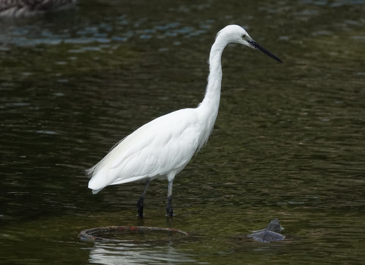 Little Egret - ML642648126