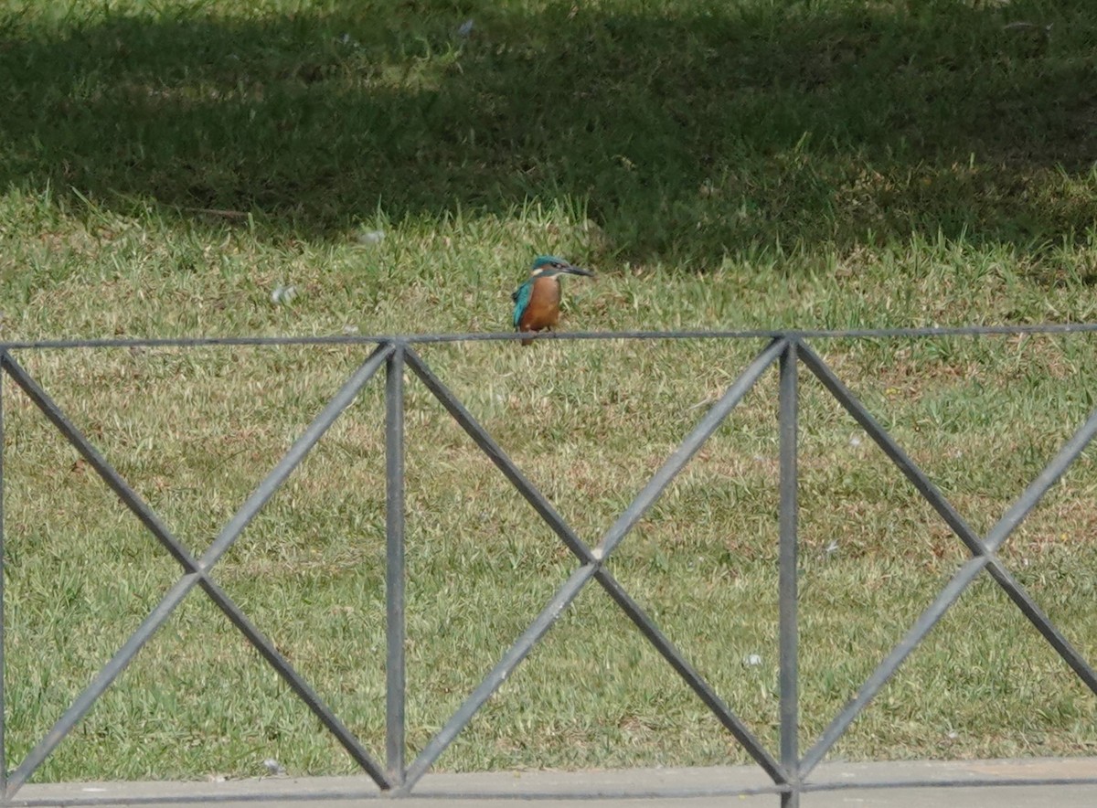 Common Kingfisher - ML642648130