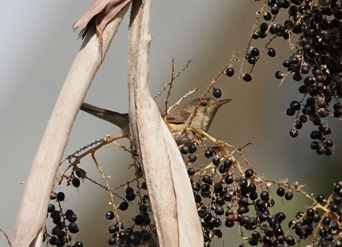 Common Reed Warbler - ML642648134