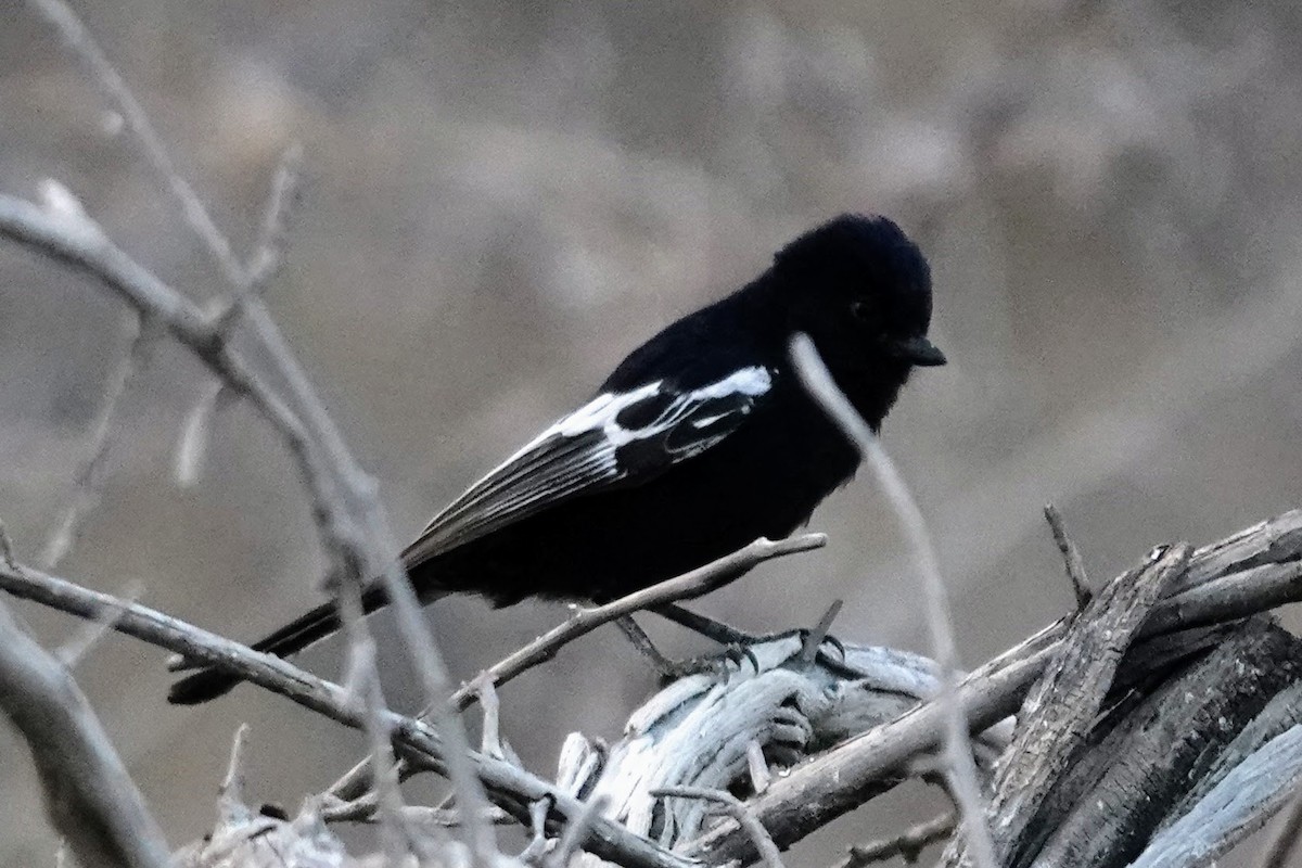 Carp's Tit - ML642648138