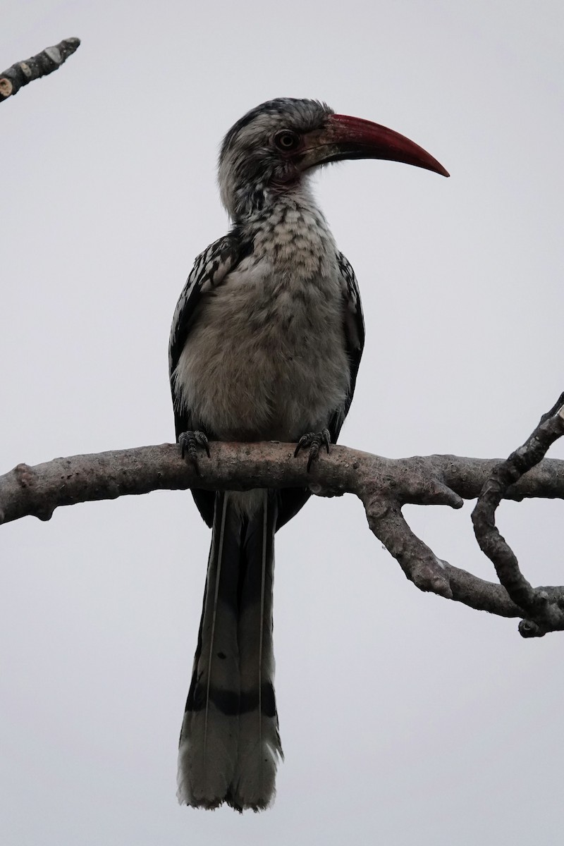 Southern/Damara Red-billed Hornbill - ML642648143