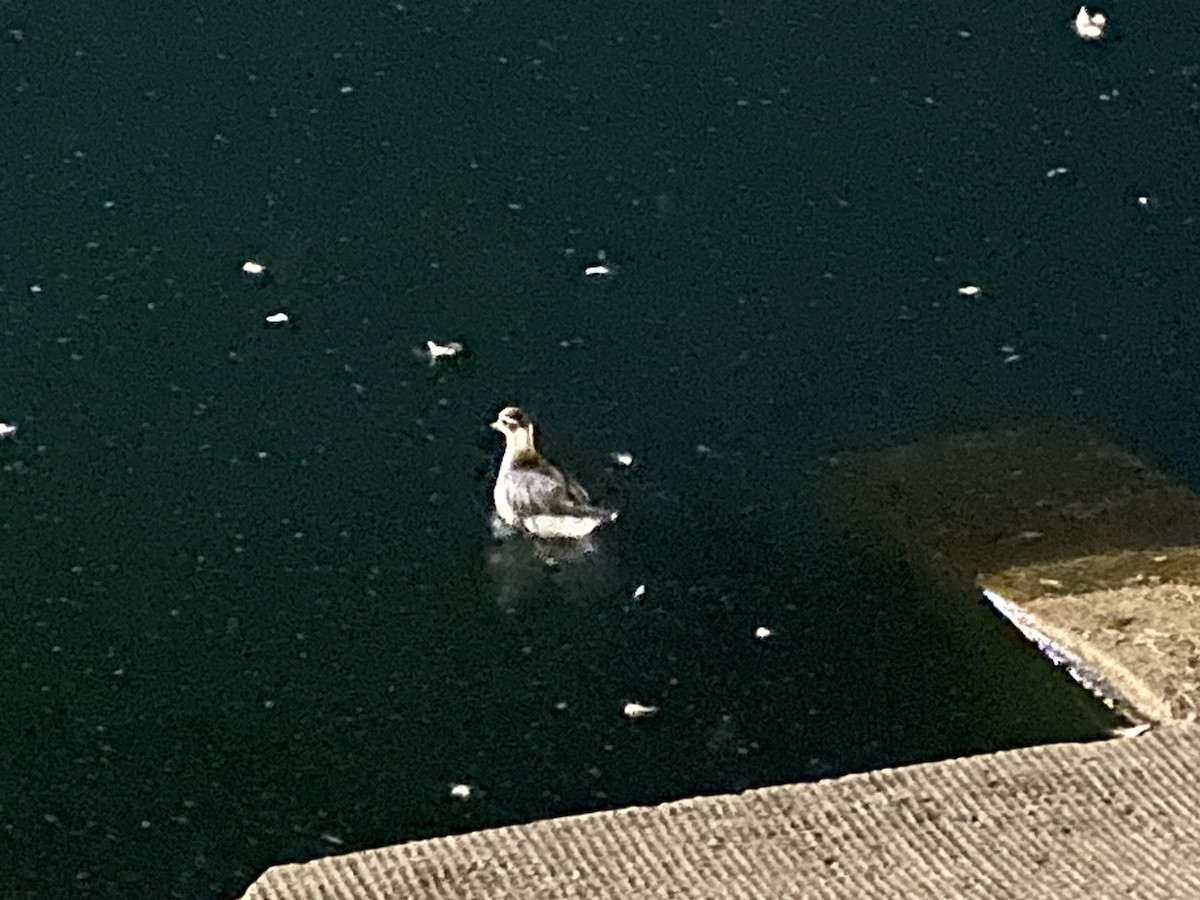 Red Phalarope - ML642648147