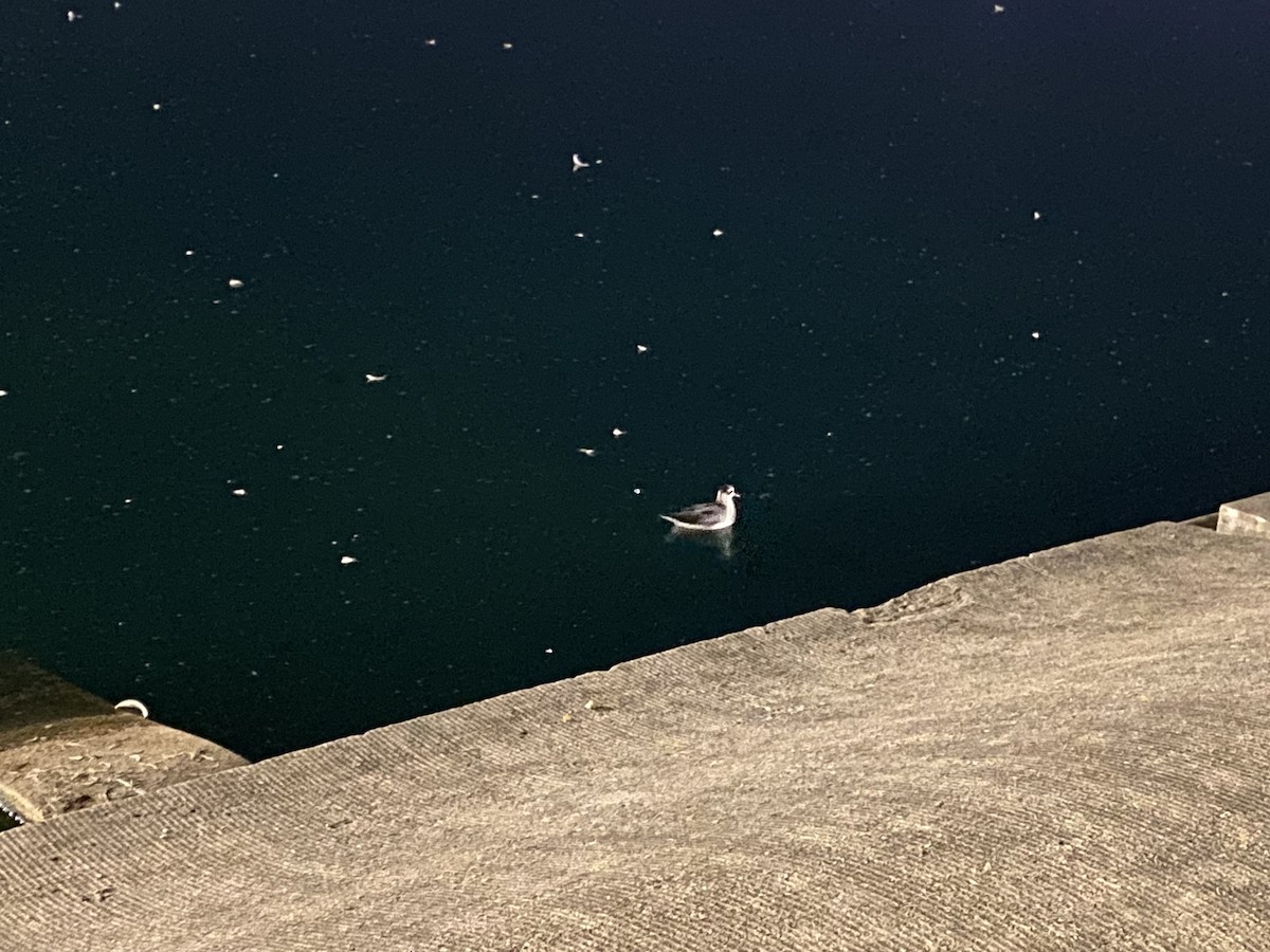 Red Phalarope - ML642648148